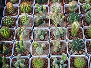 Small cactus in plant pot