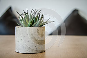 Small cactus in a pot on the table for home decorations