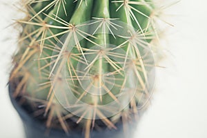 Small Cactus pot on white background bright light