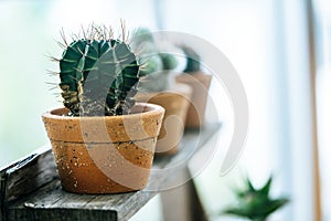 Small Cactus pots on shelf in home garden
