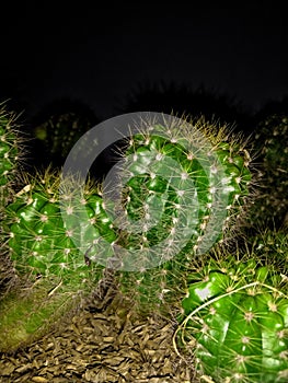 small cactus with sharpen thorn