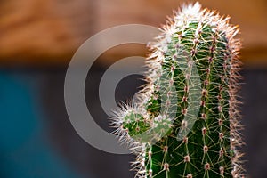 Small cactus sprouts