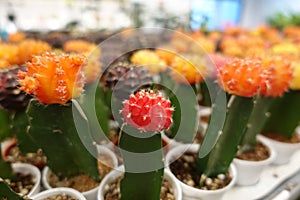 Small cactus, succulent and haworthia plants on the flower pots and display idea in front of cacti shop