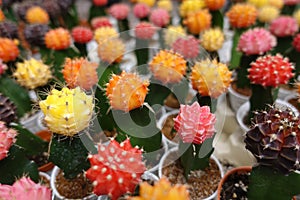 Small cactus, succulent and haworthia plants on the flower pots and display idea in front of cacti shop