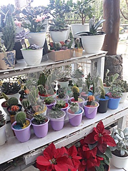 Small Cactus and Succulent Plants in Pots