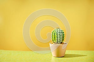 small cactus on a table in an minimalistic setting