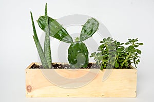 Small cactus with thorns in a pot on white background