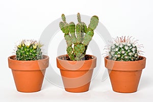 Small cactus with thorns in a pot on white background