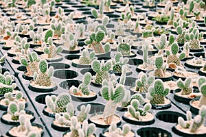 small cactus is used as an ornamental plant.