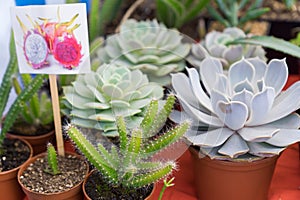 Small cactus from which dragon fruit will grow