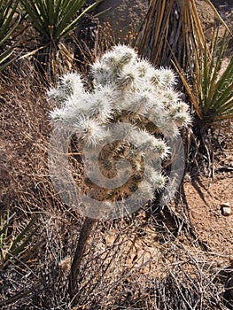 Small cactus with white blooms, Joshua Tree National Park, California photo