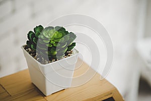 Small Cactus on wooden shelf in home garden for decoration