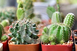 Small cactuses and succulents at the flower shop.Cactus succulent plant in flowerpot ,Houseplant Concept