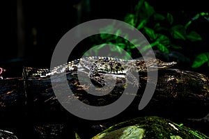 A small caimans - crocodiles on a log and rock on a sunny day. It live throughout the tropics in Africa, Asia, the Americas and