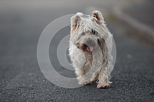Small Cairn Terrier Dog Walking on ROad