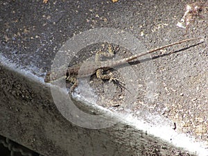 A small calango lizard on the wall