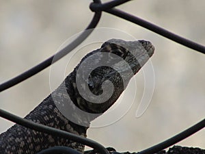 A small calango lizard on the wall