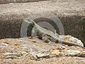 A small calango lizard