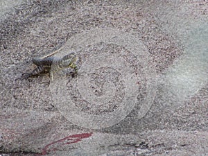 A small calango lizard on the wall