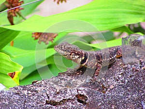 A small calango lizard on the wall