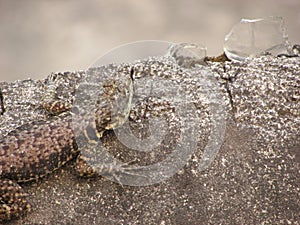 A small calango lizard on the wall