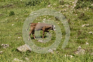 A small calf is grazing on the mountainside. A young cow on a background of green grass and stones