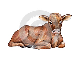 Small calf hand drawn illustration. Cute cow baby farm animal. Laying brown hair young calf watercolor illustration