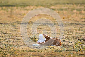 Small calf lying on pasture