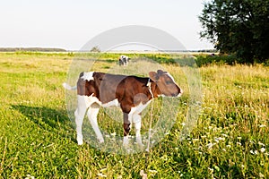 Small calf on the meadow