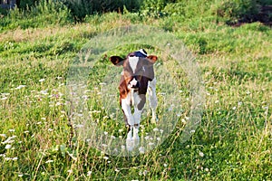 Small calf on the meadow