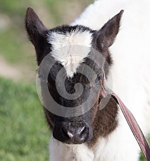 Small calf in nature