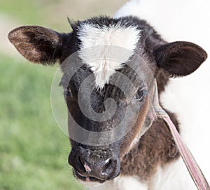 Small calf in nature