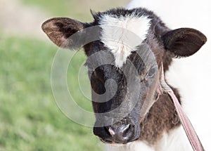 Small calf in nature