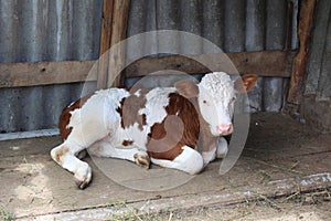 A small calf is in the stall. The bull-calf. Babe calf resting.