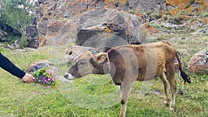 A small calf tied on a rope in a pasture. She held out her hand with the flowers and reached for the cow to feed it. Very