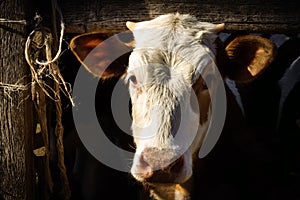 A small calf with tiny horns looks doomed