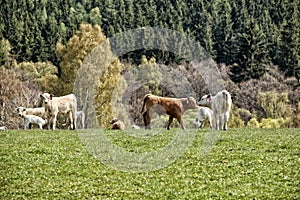 Small calfs on the pasture by forest