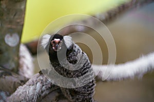 A small Callitrix monkey sits on a tree branch