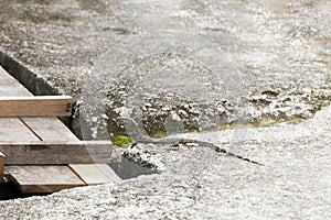 Small camouflaged lizard on the road, Malaysia