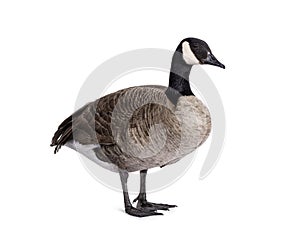 Small Canadian Goose on white background