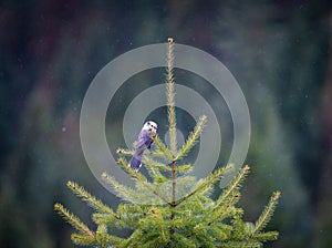 Small Canadian ronzha (Perisoreus canadensis) resting on a sturdy tree branch