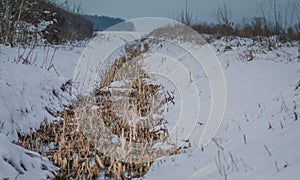 Small canall with dry weeds in it covered with snow