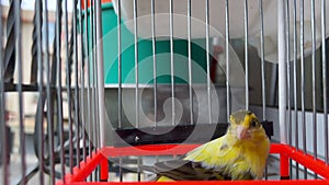 Small canary bird inside a cage