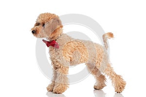 Small caniche dog standing and looking to the side photo
