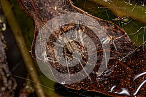 Small Cannibal Spider