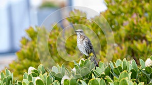 A small Cape Sugarbird, Promerops cafer, sits on top of a lush green bush in South Africa