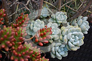 Small cactus with red flower-shaped tip and light green captus photo