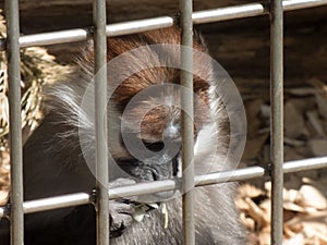 A small capuchin monkey behind metal bars which looks very sad