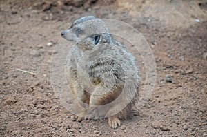 Small Carnivore Mammal Animal Suricata