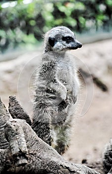 Small Carnivore Mammal Animal Suricata